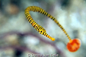 Pipefish move always around. Here I was lucky to get the ... by Danny Van Belle 